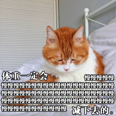 猫咪 撩妹专属表情包