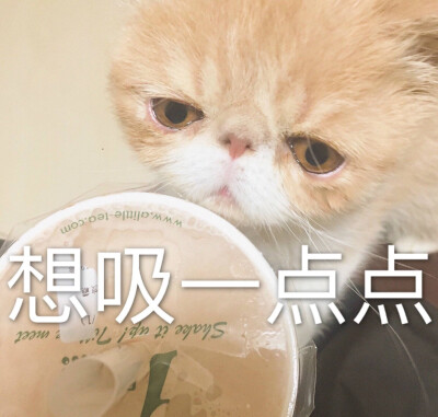 猫咪 撩妹专属表情包