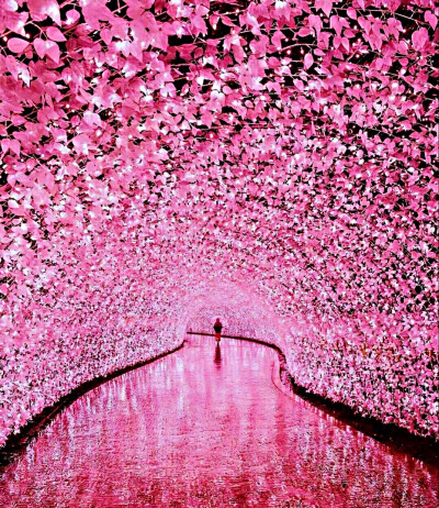 日本比樱花还美的灯光隧道，一定要带心爱的人来一次哦！ 