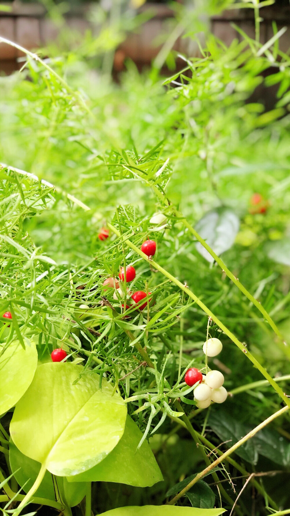 冬日植物園的小美好