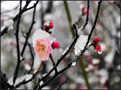 晨起开门雪满山，雪睛云淡日光寒。檐流未滴梅花冻，一种清孤不等闲。