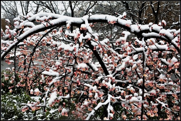 晨起开门雪满山，雪睛云淡日光寒。檐流未滴梅花冻，一种清孤不等闲。