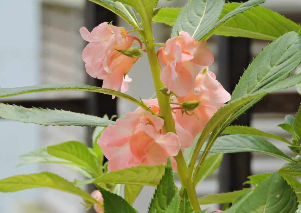 凤仙花、指甲花——
不要碰我