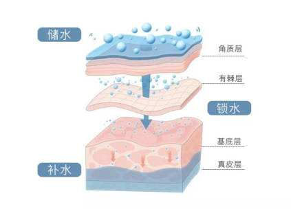 皮肤知识