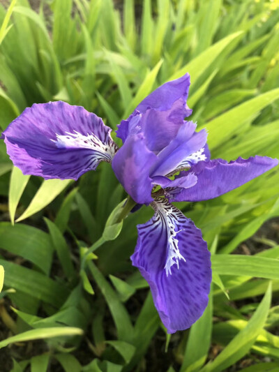 涤荡心灵的美——鸢尾