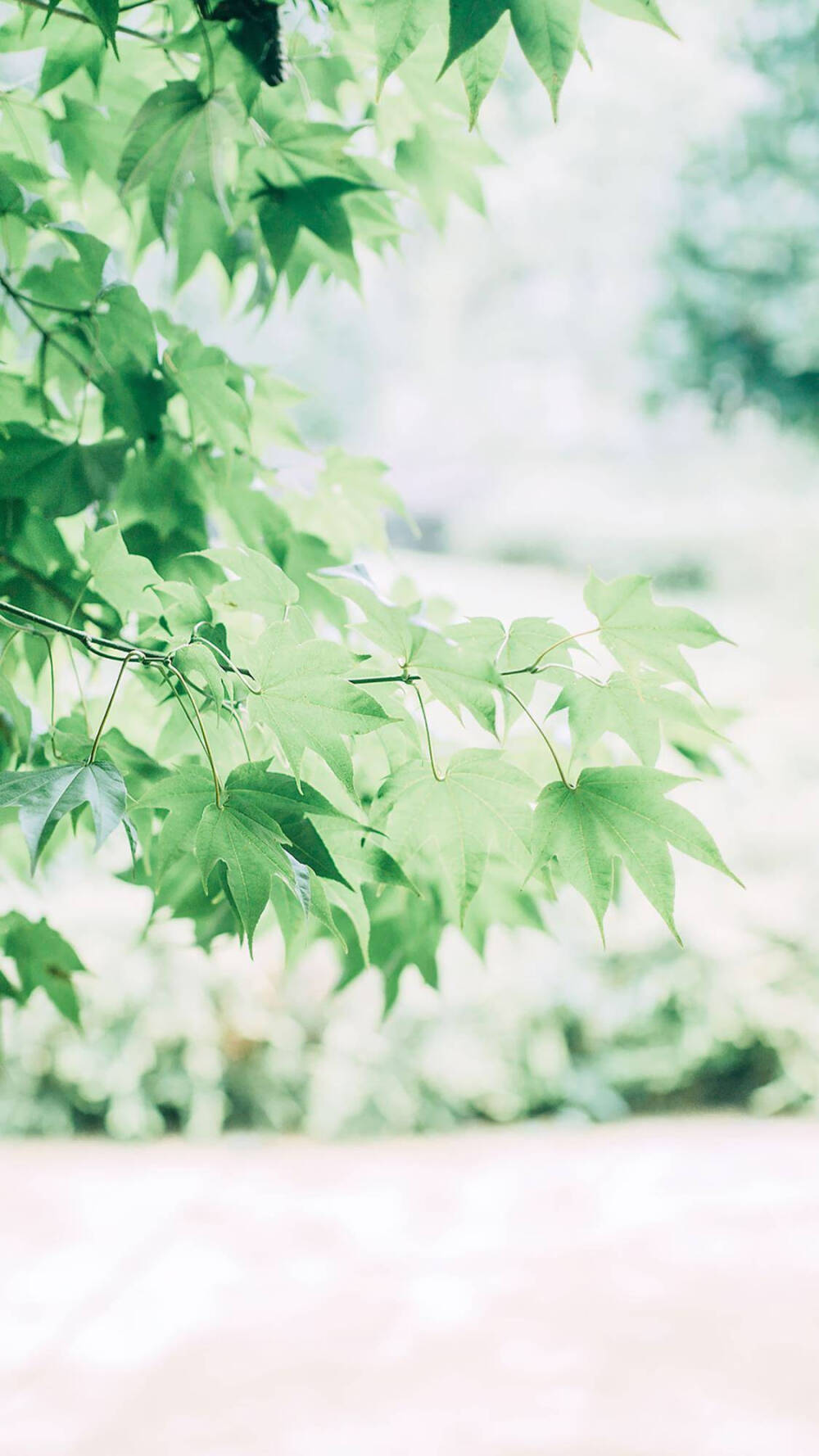 美丽风景壁纸