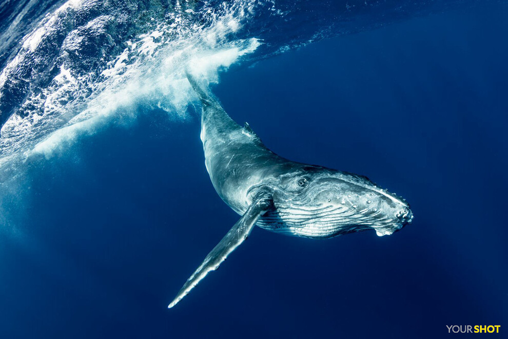 好奇的幼鲸
摄影师Leighton Lum在潜水时偶遇这只幼年座头鲸。他回忆：“看到这只野生动物无忧无虑地自由玩耍，真是太神奇了！我们陪了这只幼崽一个多小时，她还甚至跟着我们回到船那里想再玩一会儿。”摄影：Leighton Lum