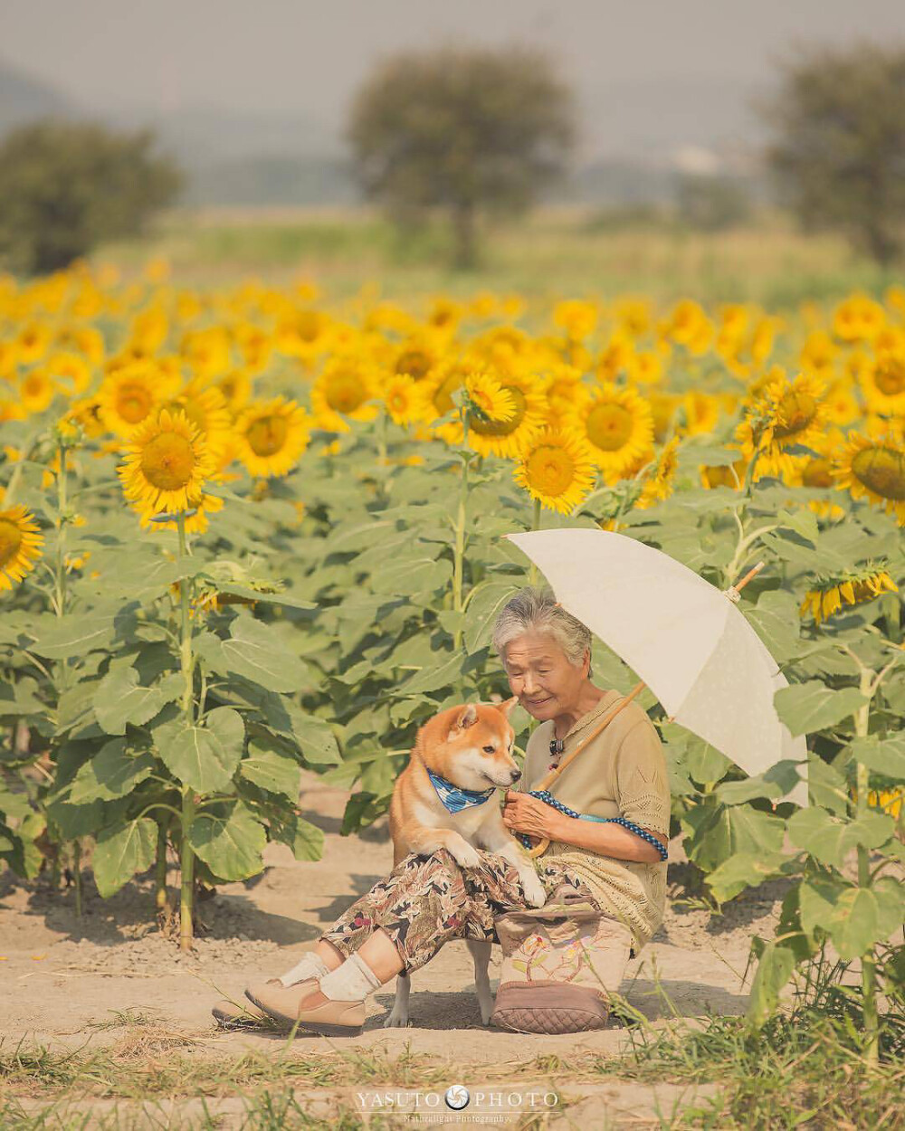 奶奶与柴犬