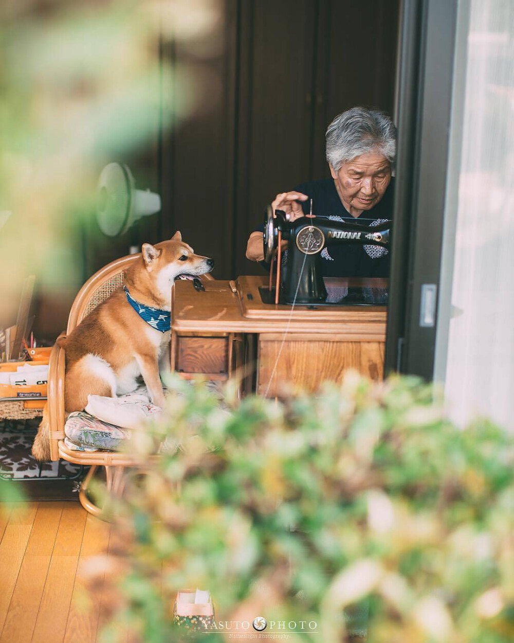 奶奶与柴犬