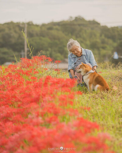 奶奶与柴犬