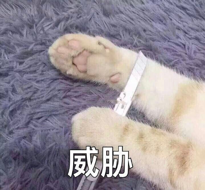 猫咪