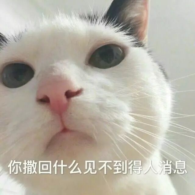 猫咪