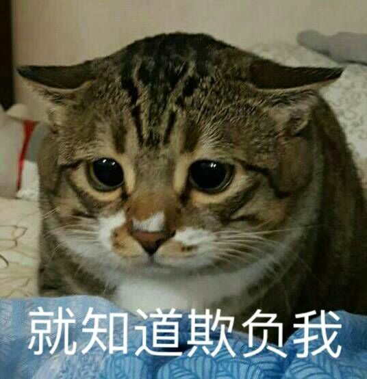 猫咪