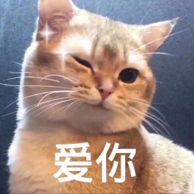 猫咪