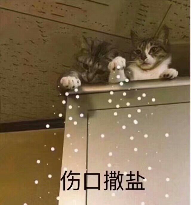 猫咪