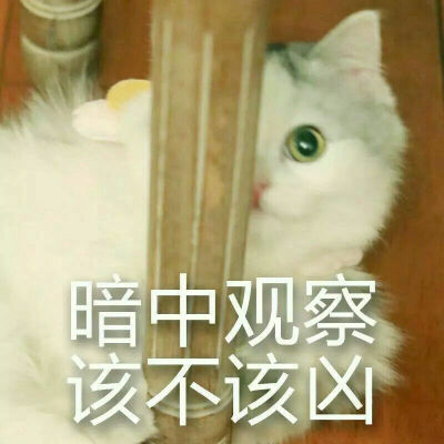 猫咪