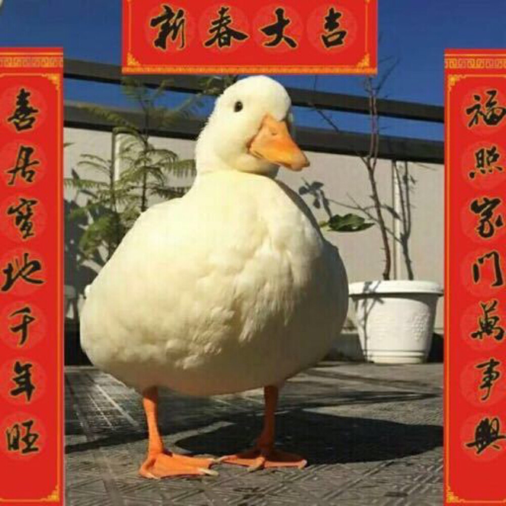 搞怪头像！