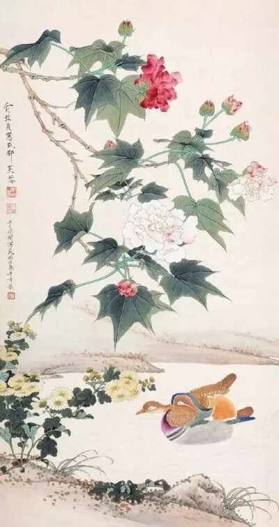 芙蓉