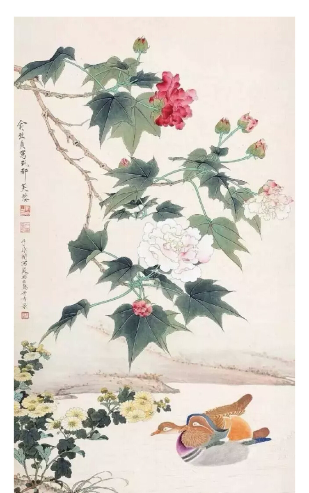 芙蓉