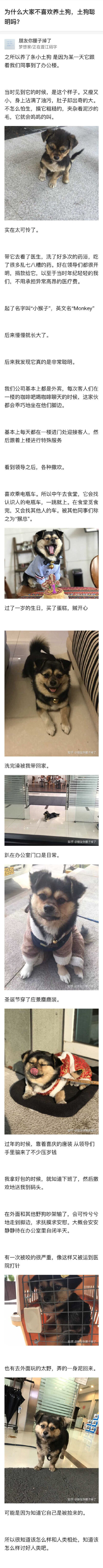 你喜欢土狗吗？