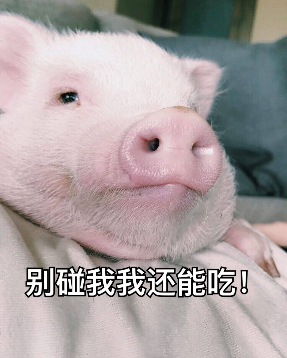 猪猪表情包