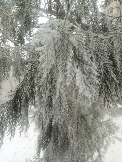 微雪 大雾