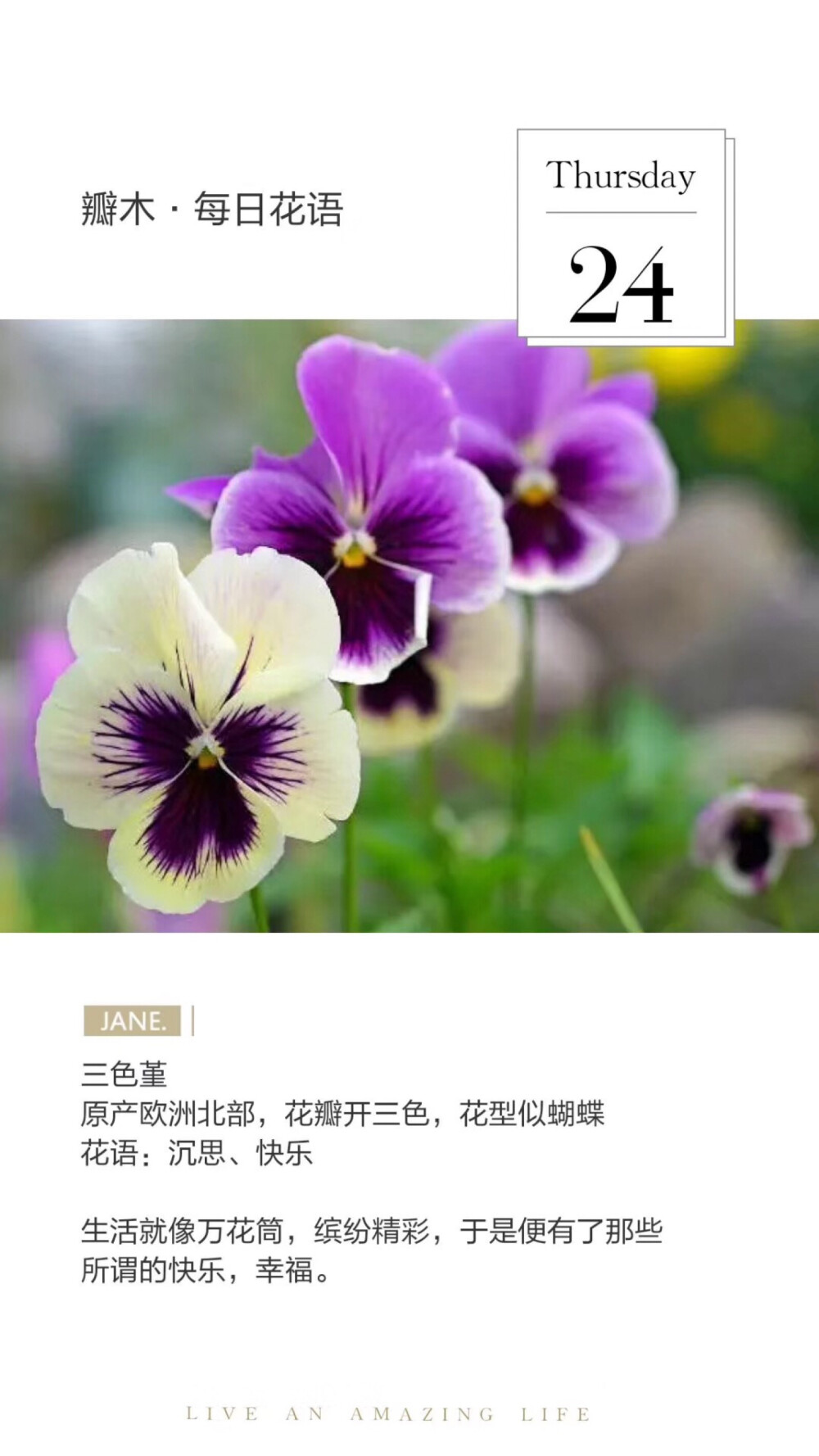 #瓣木·每日花语#
三色堇
原产欧洲北部，花瓣开三色，花型似蝴蝶
花语：沉思、快乐
生活就像万花筒，缤纷精彩，于是便有了那些所谓的快乐，幸福。