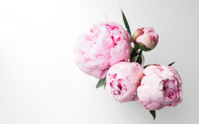 peony computer desktop