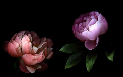 peony computer desktop