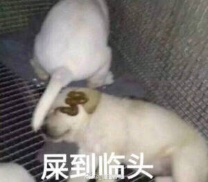 狗子表情包