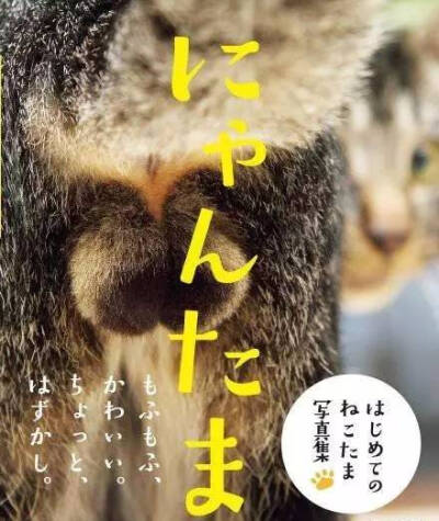 猫蛋蛋