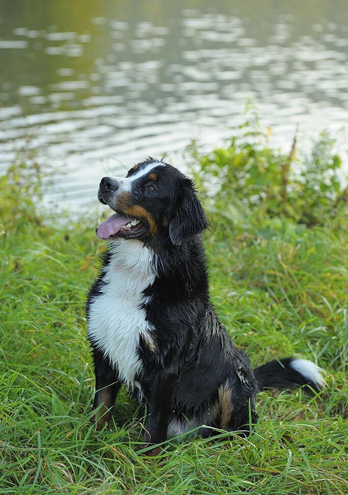 伯恩山犬