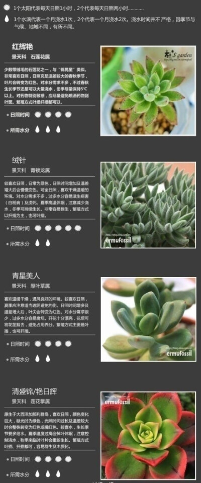 【36种常见多肉植物种植攻略】转给想种却种不好的朋友