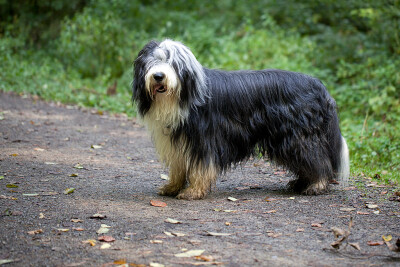 长须牧羊犬