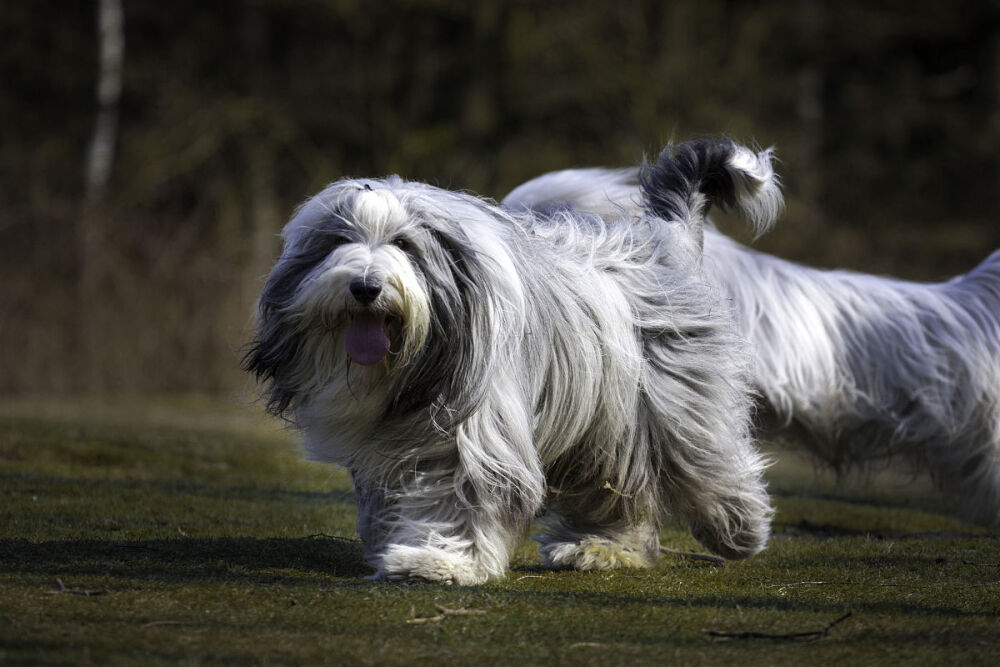 长须牧羊犬