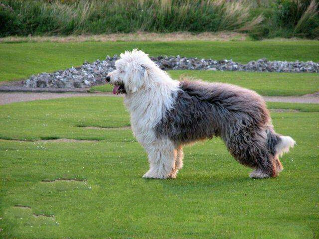 英国古代牧羊犬