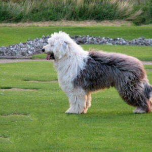 英国古代牧羊犬 - 高清图片,堆糖,美图壁纸兴趣社区