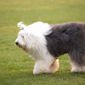 英国古代牧羊犬 - 高清图片,堆糖,美图壁纸兴趣社区