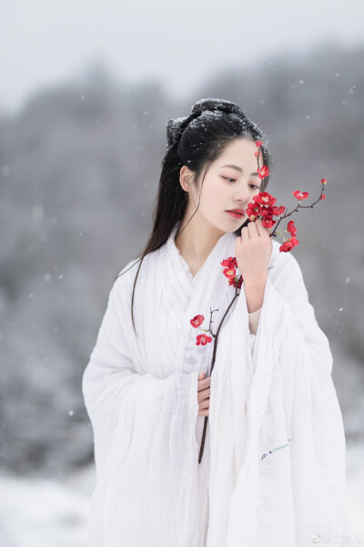 红梅白雪知