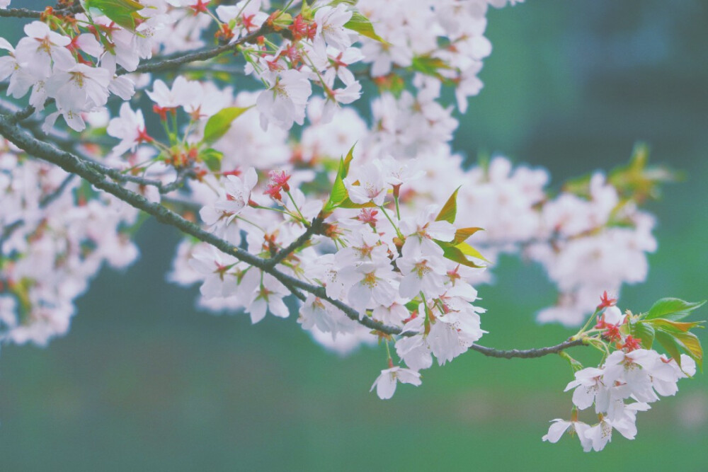 樱花