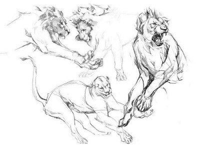 动物 手绘 狮子 豹