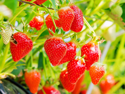 草莓，多年生草本植物，种一次可以吃几年，它喜温凉气候，夏天高温强日照时，要做好遮荫措施，平时要确保光照，光强时植株矮壮、果小、色深、品质好。