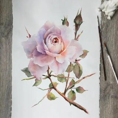 花卉 插画