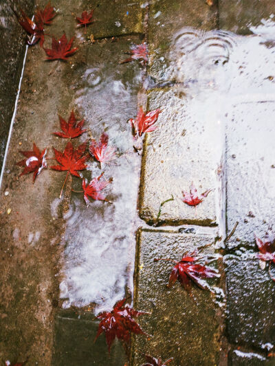 雨天红叶