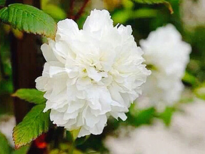 每年6-7月是荼蘼的花期，如雪般白色的大花开罢，整个春天轰轰烈烈的花事，也就结束了。历代文人写到荼蘼，关于花的美貌说得很少，笔墨都落在花期之上。
