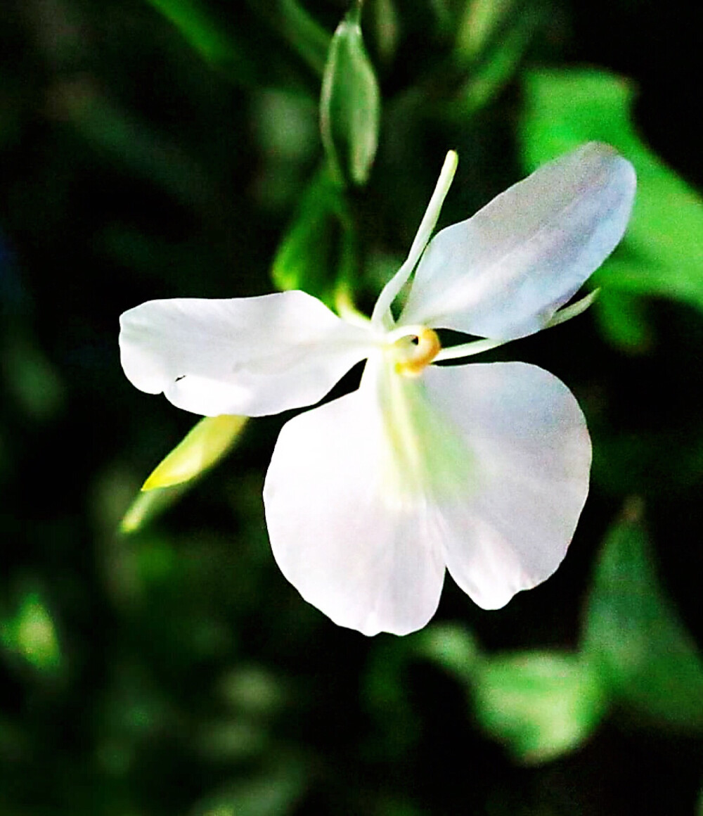 野姜花色白而香，
就像穿着白裙的乔妹，
一阵风来，就要踮起脚尖起舞。