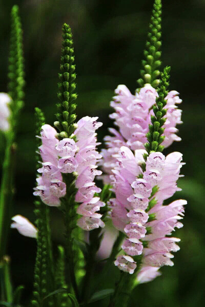 芝麻花开放在7-9月，
典型的穗状花序，
分为白色和淡粉、淡紫色。