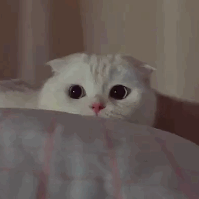 可爱猫咪GIF动图表情包