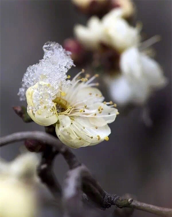 绚丽娇艳雪中花