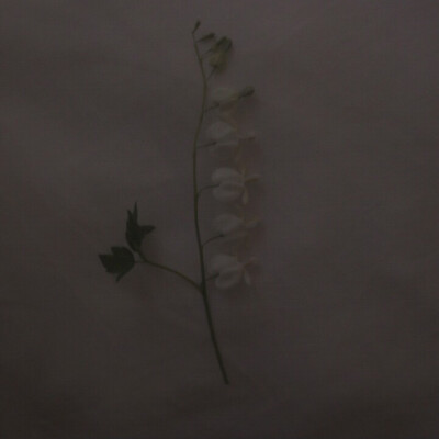 欧美复古 背景图 键盘壁纸 唯美 梦幻 